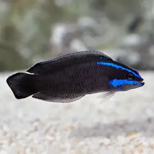 Blue Streak Pygmy Basslet (Pseudochromis springeri)