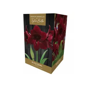 Taylors Amaryllis Black Pearl